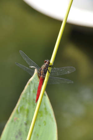 Red swampdragon (Agrionoptera insignis). A small, brightly coloured dragonfly resting on this plant stem, here in northern Thailandの写真素材