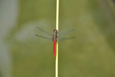 Red swampdragon (Agrionoptera insignis). A small, brightly coloured dragonfly resting on this plant stem, here in northern Thailandの写真素材