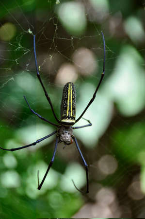 Golden Web Spider (Nephila pilipes). Making large webs across plans and trees in all types of terrain around Asiaの写真素材