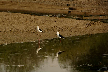 Common Stilt (Gen; Himantopus). Wading here in a seasonal pond in Abu Dhabi, UAEの写真素材