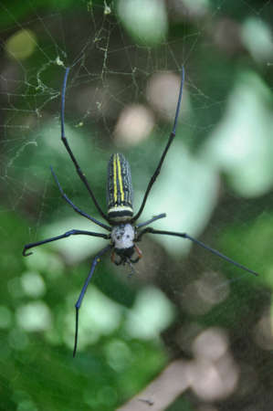 Golden Web Spider (Nephila pilipes). Making large webs across plans and trees in all types of terrain around Asiaの写真素材