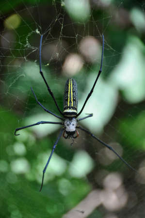 Golden Web Spider (Nephila pilipes). Making large webs across plans and trees in all types of terrain around Asiaの写真素材