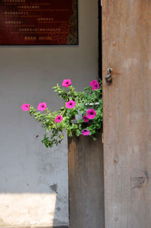 Petunia (Gen; P.). Blooming colourfully here in the city of Cheng Du, Southern Chinaの写真素材