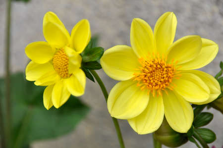 Dahlia (Gen; D.). Blooming colourfully here in the countryside around Cheng Du, Southern Chinaの写真素材