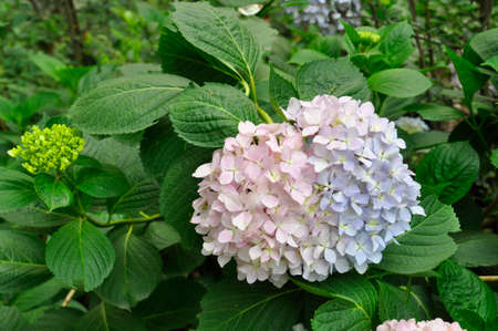 Hydrangea (Fam; Hydrangeaceae). Blooming colourfully here in the countryside around Cheng Du, Southern Chinaの写真素材