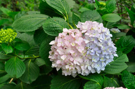 Hydrangea (Fam; Hydrangeaceae). Blooming colourfully here in the countryside around Cheng Du, Southern Chinaの写真素材