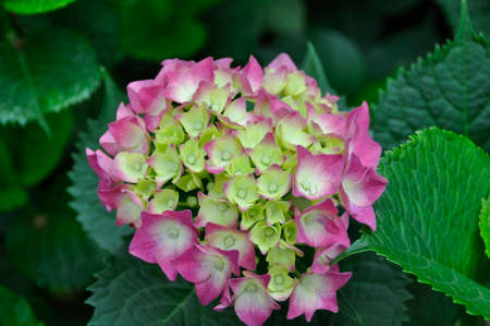 Hydrangea (Fam; Hydrangeaceae). Blooming colourfully here in the countryside around Cheng Du, Southern Chinaの写真素材