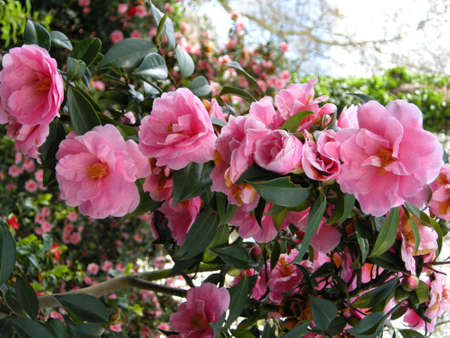 Roses (Sp; Rosa) Blooming colourfully in a city garden here in London, Englandの写真素材