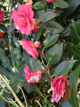 Roses (Sp; Rosa) Blooming colourfully in a city garden here in London, Englandの写真素材