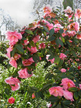 Roses (Sp; Rosa) Blooming colourfully in a city garden here in London, Englandの写真素材