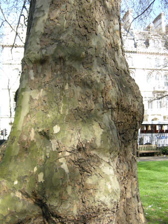Bark pattern. Colourful tree bark found here in the capital city of London, Englandの写真素材