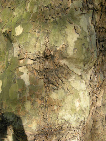 Bark pattern. Colourful tree bark found here in the capital city of London, Englandの写真素材