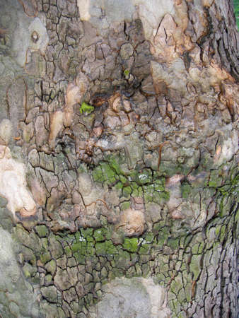 Bark pattern. Colourful tree bark found here in the capital city of London, Englandの写真素材