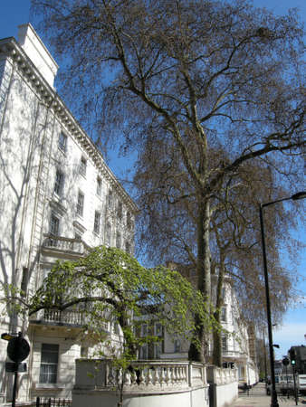 Trees in London.  Lining a city street here in London, these trees provide colour and shade, Englandの写真素材