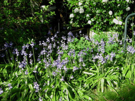 Bluebells (Endymion non-scriptus). Blooming colourfully to carpet forest floors all over Great Britain during springの写真素材