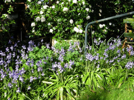 Bluebells (Endymion non-scriptus). Blooming colourfully to carpet forest floors all over Great Britain during springの写真素材