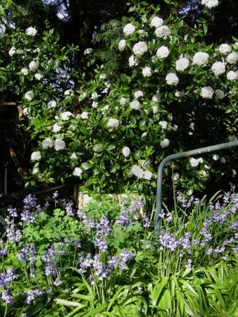 Bluebells (Endymion non-scriptus). Blooming colourfully to carpet forest floors all over Great Britain during springの写真素材