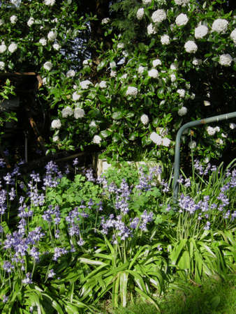 Bluebells (Endymion non-scriptus). Blooming colourfully to carpet forest floors all over Great Britain during springの写真素材