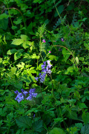 Bluebells (Endymion non-scriptus). Blooming colourfully to carpet forest floors all over Great Britain during springの写真素材