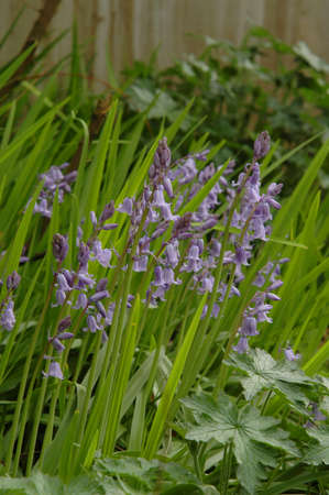 Bluebells (Endymion non-scriptus). Blooming colourfully to carpet forest floors all over Great Britain during springの写真素材