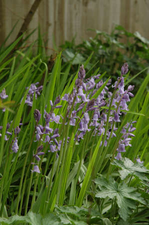 Bluebells (Endymion non-scriptus). Blooming colourfully to carpet forest floors all over Great Britain during springの写真素材
