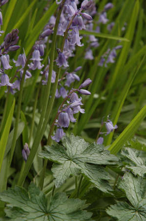 Bluebells (Endymion non-scriptus). Blooming colourfully to carpet forest floors all over Great Britain during springの写真素材
