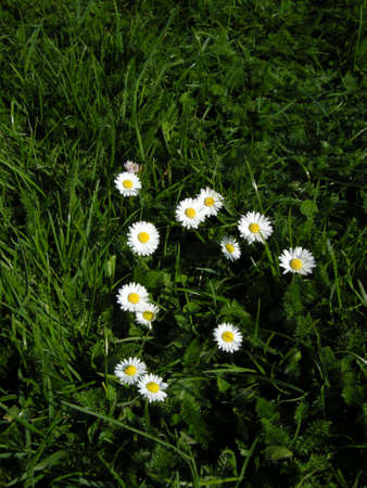 Daisies (Bellis perennis). Colourful wild-flowers can be found in all rural areas of Gt. Britain, during spring and summerの写真素材