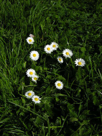 Daisies (Bellis perennis). Colourful wild-flowers can be found in all rural areas of Gt. Britain, during spring and summerの写真素材
