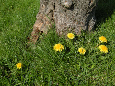 Dandelions, (Taraxacum officinale). Colourful wild-flowers can be found in all rural areas of Gt. Britain, during spring and summerの写真素材