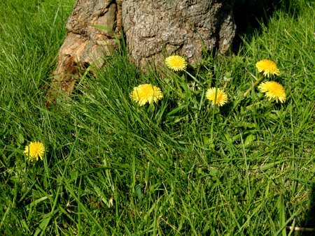 Dandelions, (Taraxacum officinale). Colourful wild-flowers can be found in all rural areas of Gt. Britain, during spring and summerの写真素材