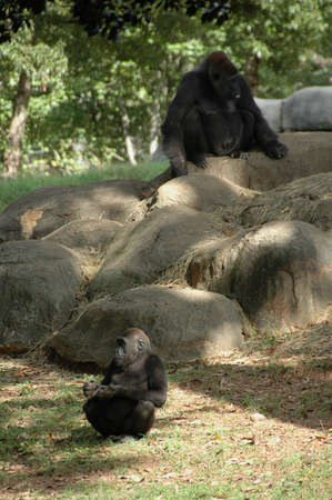 Gorilla (Gor. g.). Africaâs largest primate inhabiting forests and jungles around the continent, highly endangeredの写真素材