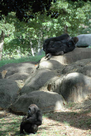 Gorilla (Gor. g.). Africaâs largest primate inhabiting forests and jungles around the continent, highly endangeredの写真素材