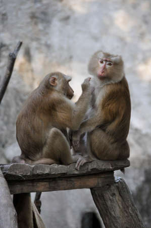 Macaque, Pig-tailed (Macaca nemistrina). An Asian monkey living in forested areas with high rainfall, here in Thailandの写真素材
