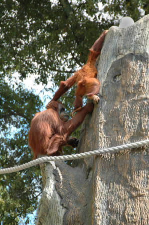 Orang-Utan (Pongo pygmaeus). The worldâs largest ape, endemic to the Islands of Indonesia and highly endangeredの写真素材