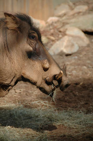 Warthog (Phacochoerus africanus). The ugliest animal on the plains, lives in family groups in sub-Saharan Africaの写真素材