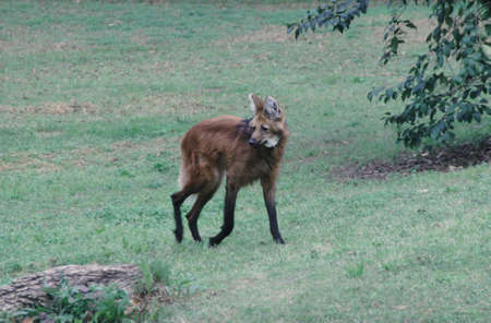 Maned Wolf,  (Chrysocyon brachyurus). The largest carnivore in South America, AKA locally âlarge foxâ, âgolden dogâ inhabits plains areasの写真素材