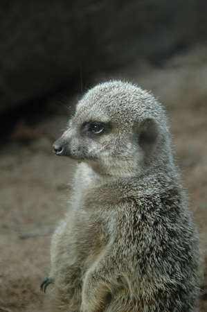 Meerkats (Suricata suricatta). A small burrowing social mammal living in groups in the arid areas of Southern Africaの写真素材