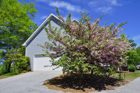Cherry tree. Blooming colourfully here in a residential country garden in the Eastern United Statesの写真素材