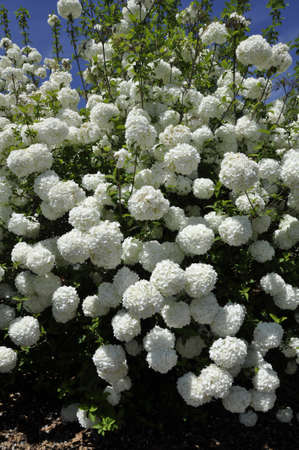 Snowball bush (Viburnum opulus). Blooming colourfully here in a residential country garden in the Eastern United Statesの写真素材
