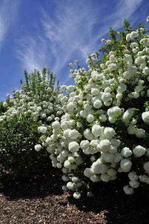 Snowball bush (Viburnum opulus). Blooming colourfully here in a residential country garden in the Eastern United Statesの写真素材