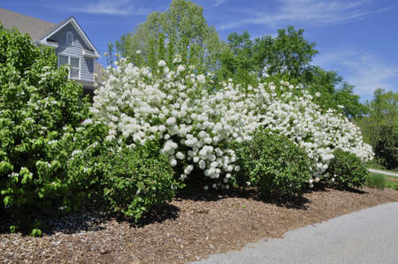 Snowball bush (Viburnum opulus). Blooming colourfully here in a residential country garden in the Eastern United Statesの写真素材