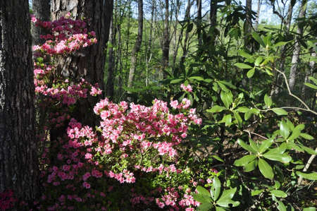 Azalea (Gen; Rhododendron). Blooming colourfully here in the countryside of Georgia, USA, an annual springtime event!の写真素材