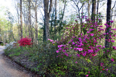 Azalea (Gen; Rhododendron). Blooming colourfully here in the countryside of Georgia, USA, an annual springtime event!の写真素材