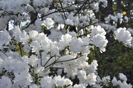 Azalea (Gen; Rhododendron). Blooming colourfully here in the countryside of Georgia, USA, an annual springtime event!の写真素材