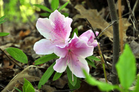 Azalea (Gen; Rhododendron). Blooming colourfully here in the countryside of Georgia, USA, an annual springtime event!の写真素材