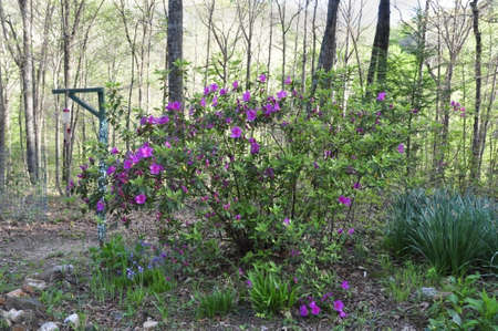 Assorted blooms. Blooming colourfully here in the countryside of Georgia, USA, an annual springtime event!の写真素材