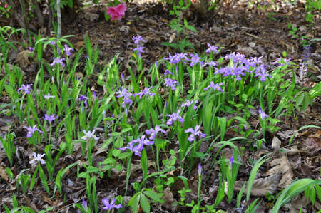 Dwarf Iris (I. lacustris). Blooming colourfully here in the countryside of Georgia, USA, an annual springtime event!の写真素材