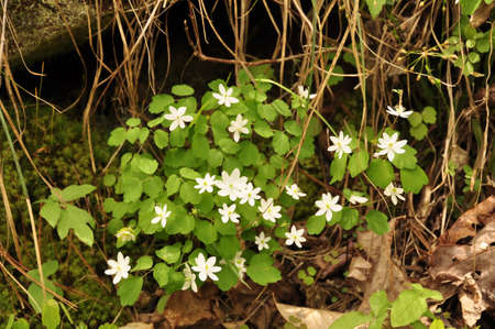 Rue Anemone (Thalictrum thalictroides). Blooming colourfully here in the countryside of Georgia, USA, an annual springtime event!の写真素材
