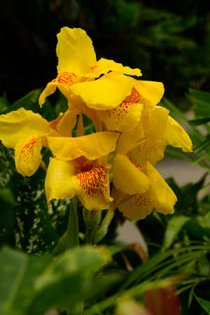 Iris (Gen; I. ).  Blooming colourfully and decorating Ho Chi Minh City, here in Vietnamの写真素材