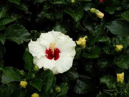 Hibiscus (Fam; Malvaceae).  Blooming colourfully and decorating Ho Chi Minh City, here in Vietnamの写真素材